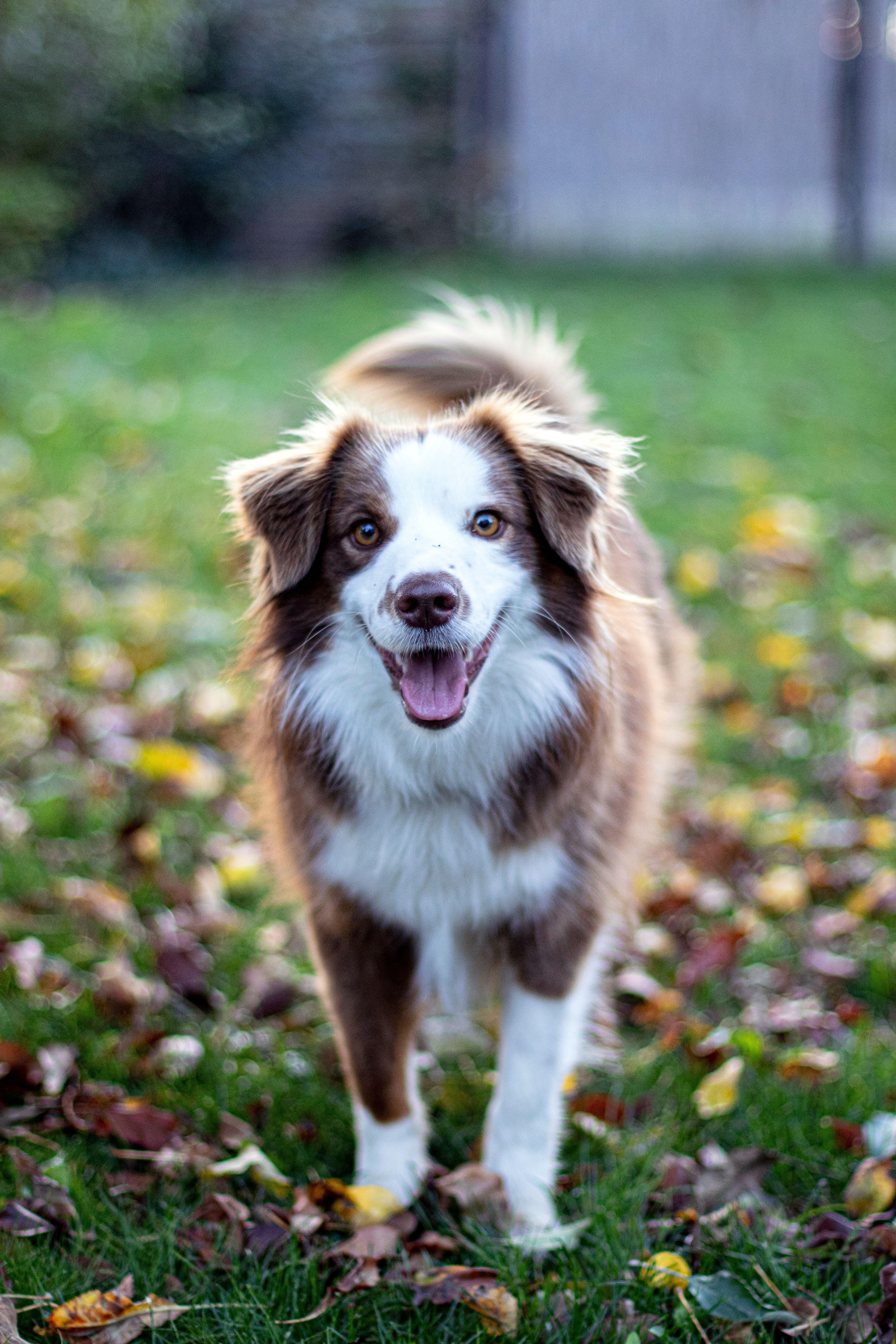DOG